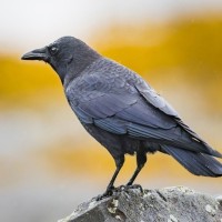 "Crows: Guardians of Ancestral Connection"